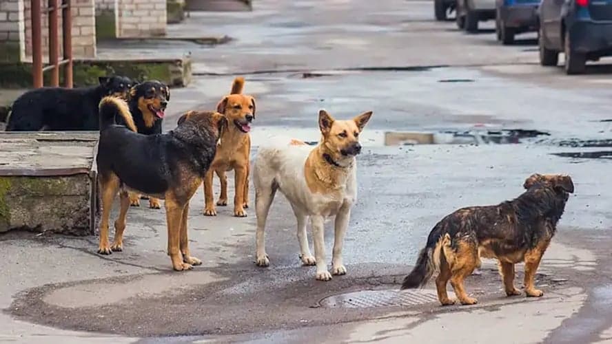 İstanbul&#039;da sokak köpeklerini beslemek yasaklandı