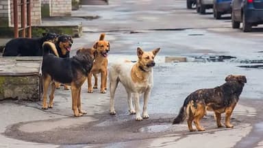 İstanbul&#039;da sokak köpeklerini beslemek yasaklandı