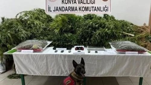 Çiftliğinde uyuşturucu ele geçirilen avukat beraat etti