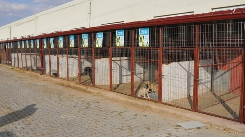 Avukatlardan köpek ölümleriyle dikkatleri üzerine çeken barınak hakkında suç duyurusu