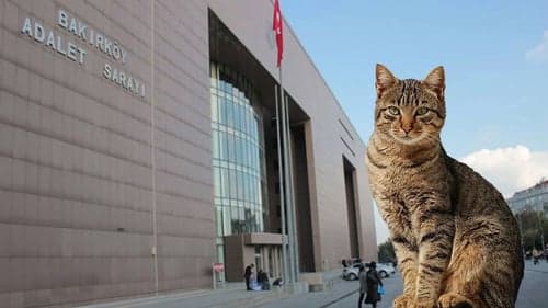 Bakırköy Adliyesi’nde kedi krizi çözüldü!