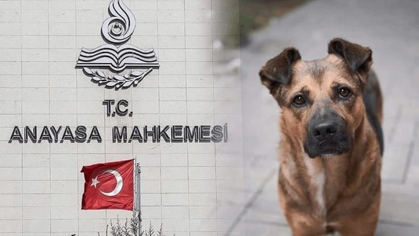 AYM, tartışmalı Sokak Hayvanları Yasası&#039;nın iptali istemini reddetti